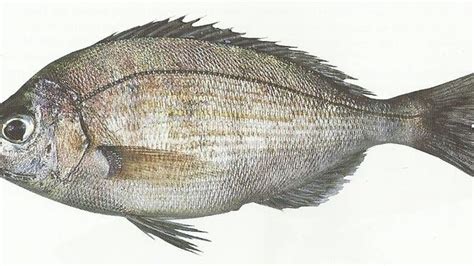 chopa fish|Spondyliosoma Cantharus o Chopa .